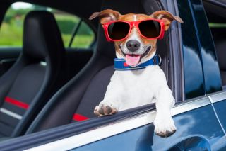koira istuu autossa aurinkolasit päässä