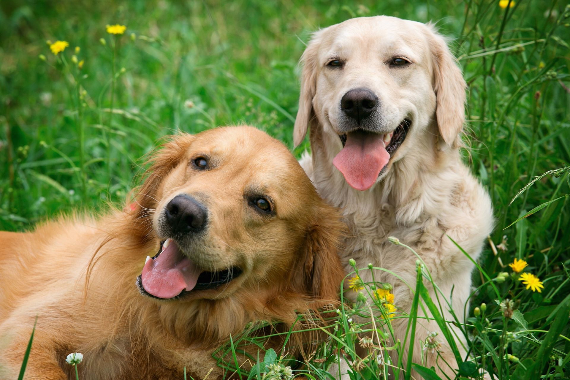 Kaksi läähättävää koiraa ruohikossa