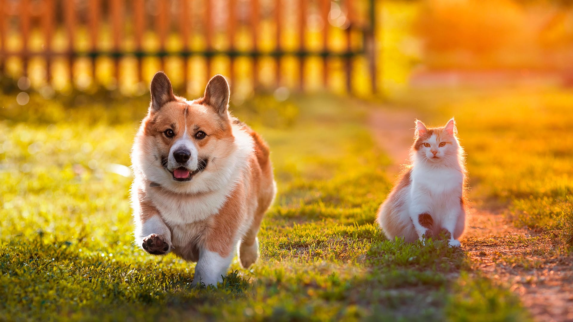 Koira ja kissa ulkona nurmikolla